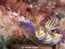 Chromodoris Geminus. A Magnificent Nudi Branch. by Daniel Sasse 